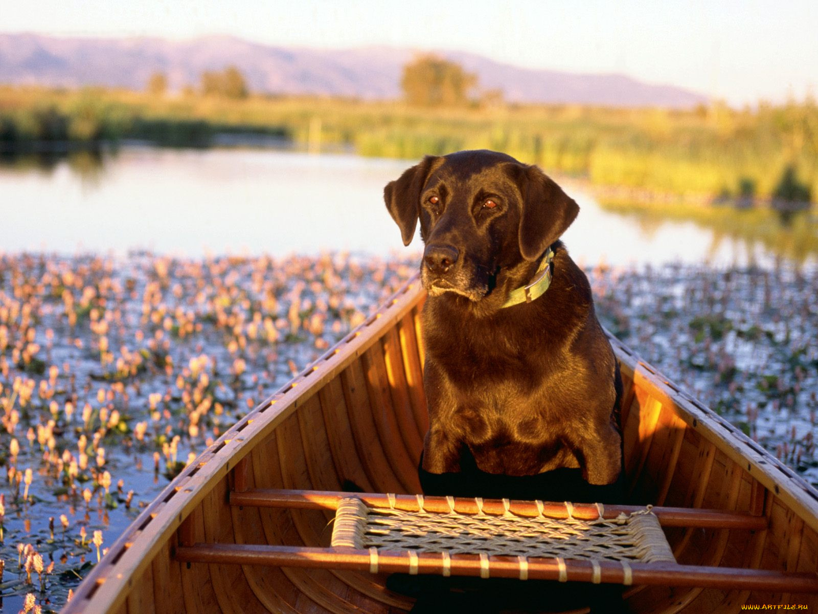 canine, canoe, , 